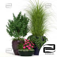 Outdoor plants 7301