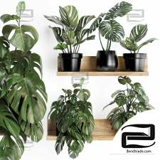 Indoor collection plants 79