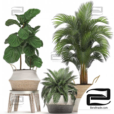 Indoor plants set 117