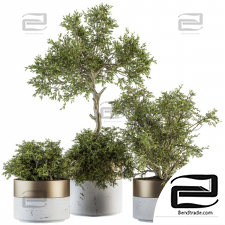 Indoor Plants Tree in Pot 03