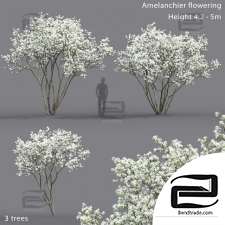 Trees Trees Amelanchier flowering