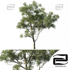 Eucalyptus saligna trees