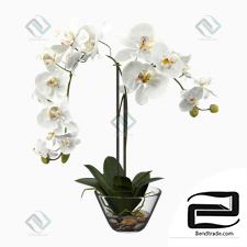white orchid in a glass vase