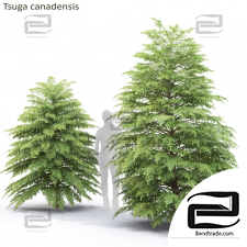 Trees Trees Tsuga canadensis