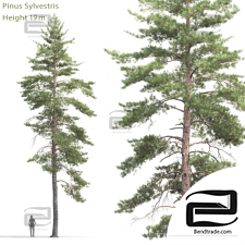 Trees Trees Scots pine 46