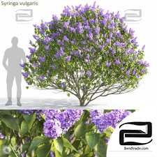 Syringa vulgaris bushes