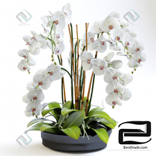 orchid orchid 78