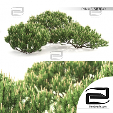 Bushes Pinus Mugo 17