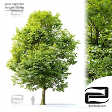 Acer campestre trees
