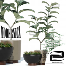 Houseplants Modernica pots