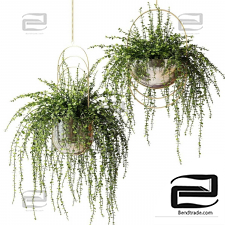 Ampelous Indoor Plants