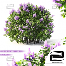 Bushes Blooming lilac