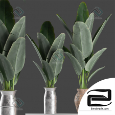 Plant Plant 24