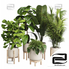 Indoor plants set 900