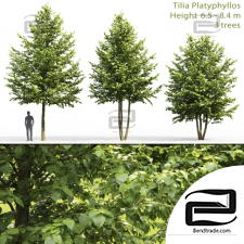 Trees Trees Tilia platyphyllos