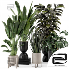 Indoor Plants 34