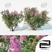Bushes Lilac, Syringa vulgaris