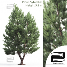 Trees Trees Scots pine 47