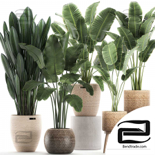 Indoor plants 20