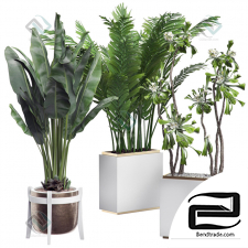 Indoor Plants Set Set of indoor plants 25