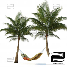Hammock on palm trees