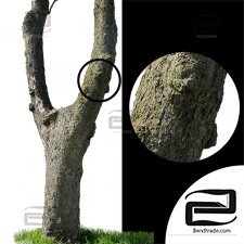 Textures are different Different textures tree trunks