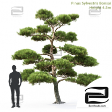 Trees Trees Pine Bonsai 4