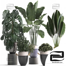 Indoor plants Collection 257