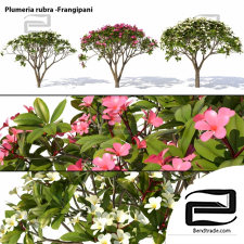 Trees Trees Plumeria rubra Frangipani
