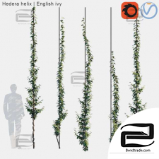Hedera helix outdoor plants