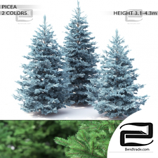 Trees Spruce 53