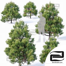 Trees Trees Pinus sylvestris 29