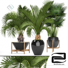 Palm trees palm trees 17
