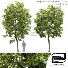 Trees Trees Maple 61