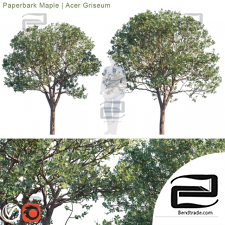 Trees Trees Paperbark Maple