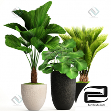 Plant collection 205