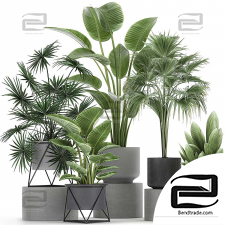 Indoor plants set 341