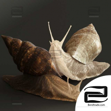 Living creatures Snails