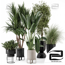 Indoor Plants 22