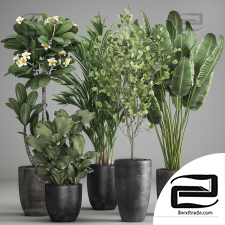 Indoor collection plants 90