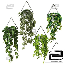 Ampel plants in wall planters