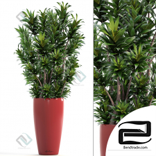 Dracaena reflexa Dracaena reflexa 10