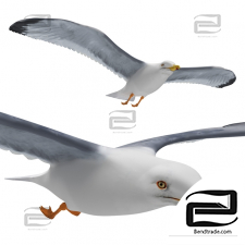 Living creatures Seagull in flight