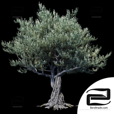 Trees Trees European olive 9