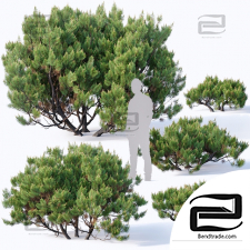 Bushes Pinus Mugo 3