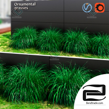 Ornamental grass 06