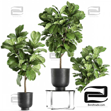 Indoor plants Ficus is lyrovode 05